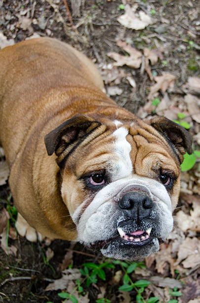 Bulldog Underbite Pic Stock Photos Pictures And Royalty Free Images Istock