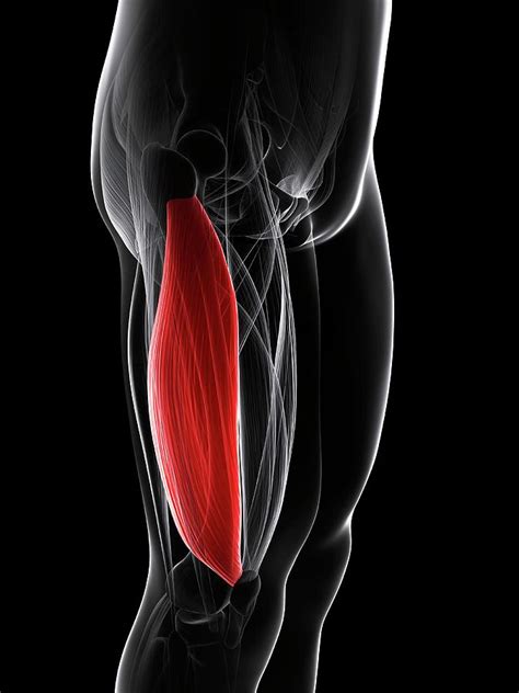 Thigh Muscle Photograph By Scieproscience Photo Library Fine Art America