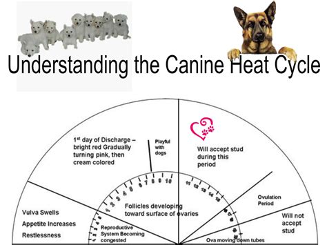 Understanding The Canine Heat Cycle Arwenoftheunegawaya