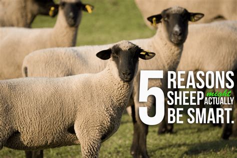 5 Reasons Sheep Might Actually Be Smart Ranch House Designs Inc