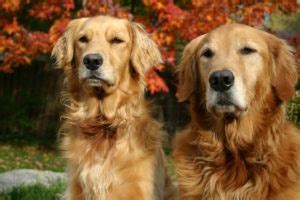 We are willing to meet our out of state clients at the we are a small breeder that specializes in producing healthy, talented, and athletic golden retrievers that will adapt to whatever is asked of them. Breed of the Month - Golden Retriever - Home Dog Training ...