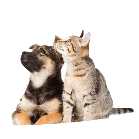 See their reviews before compare the best cat & puppy insurance plans. Pet Insurance in NJ for Dog and Cat - Prices and Reviews ...