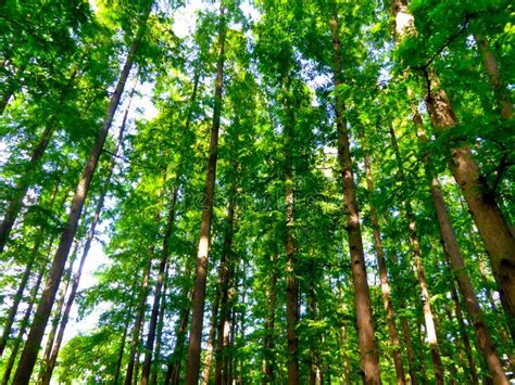 Metasequoia Forest By West Lake Cultural Landscape Of Hangzhou Stock