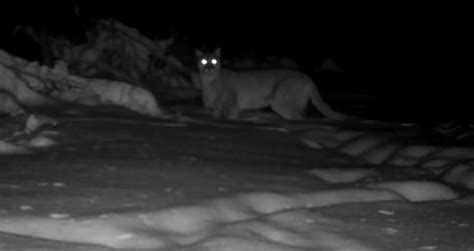 Video Another Cougar Sighting In The Thunder Bay Area 2 Photos