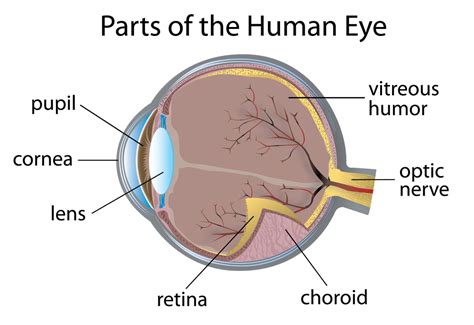 Anatomy Of The Eye Net Health Book