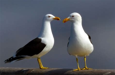 Free Images Bird Seabird Seaside Wildlife Beak Macro Couple
