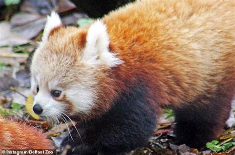 News Pictures — Red Panda Goes Missing From Belfast Zoo — News Exc