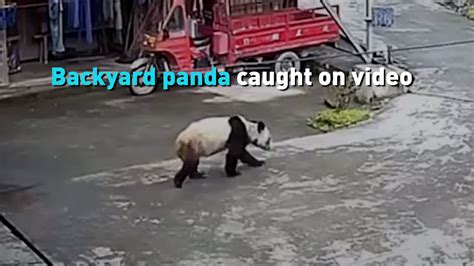 Backyard Panda Caught On Video Cgtn