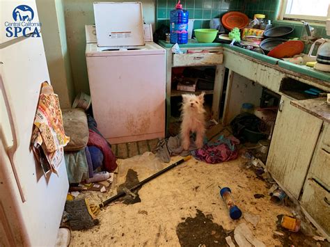 40 dogs lived in filthy home rescued in Fresno area - Pet Rescue Report