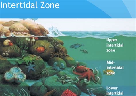What Is Intertidal Zone Define Estuary