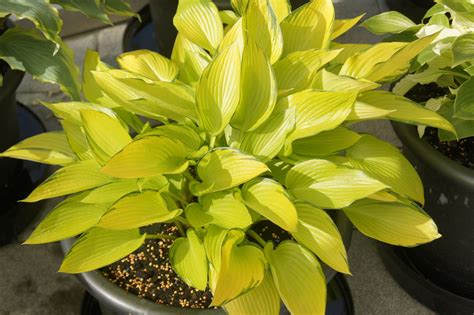 We did not find results for: hosta-june-fever- Greenseasons