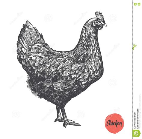 Chicken Hand Drawn Illustration Chicken Meat And Eggs Vintage Produce
