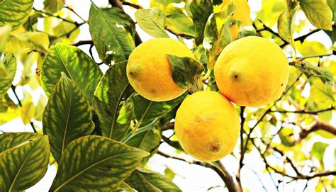 El Limonero Citrus X Limon Es Un árbol Frutal De Pequeño Tamaño Y