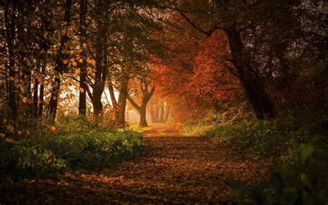 Nature Landscape Forest Fall Path Leaves Sunlight Germany