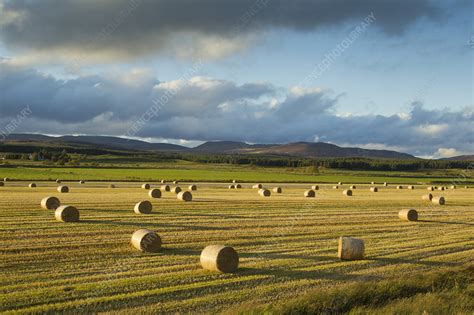 Barley Straw Bales In Field After Harvest Stock Image C0415302