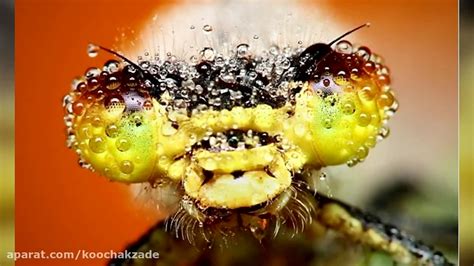 15 Weirdest Insects On Earth