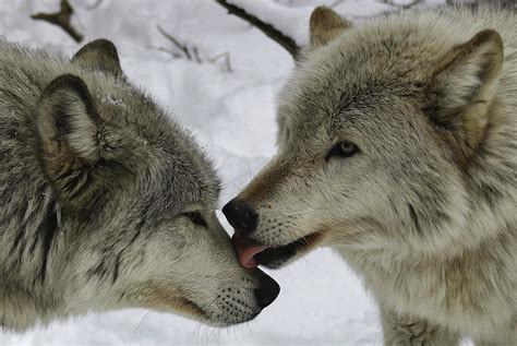 White Wolf 20 Photos Of Wolf Kisses For Your Very Special Valentines
