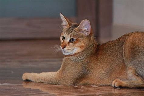 Chausie Cat Information And Cat Breed Facts Pets Feed