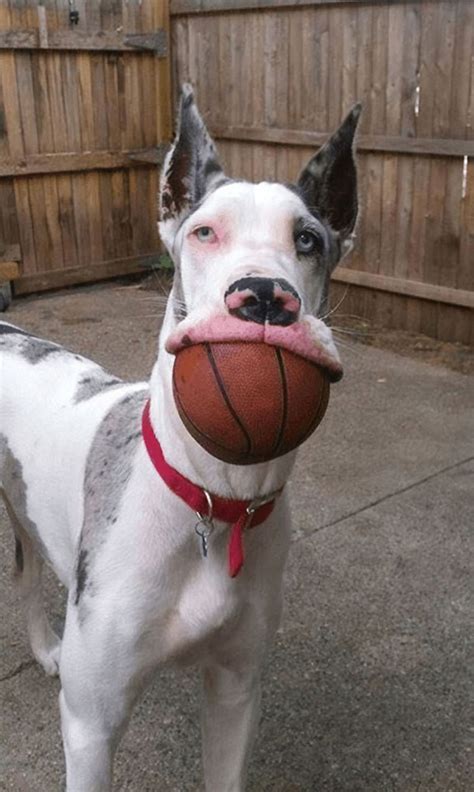 People Are Posting Hilarious Photos Of Their Great Danes And Its