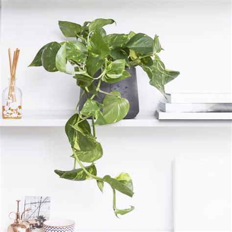 10 Of The Best Indoor Climbing Plants And Vines