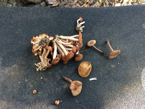 Southest Texas Mushroom Id Request Plz Mushroom Hunting And