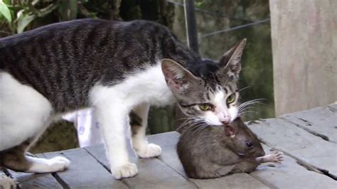 Another cause of strife may be a feline personality clash. Fight!!! Cat vs Huge Rat - YouTube