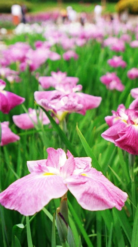 Some Pink Irises Flowers 750x1334 Iphone 8766s Wallpaper Background