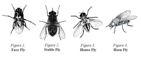 Kontaktieren sie bitte maik horn fliesen und mosaiklegerei mit folgenden informationen: Sweetlix - Fly control strategies for cattle and horse owners