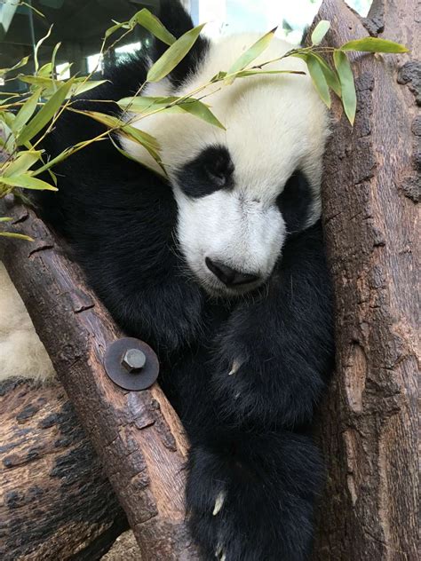 Panda Updates Monday November 13 Zoo Atlanta