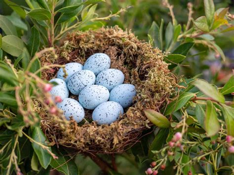 Best Ideas For Coloring Blue Jay Eggs