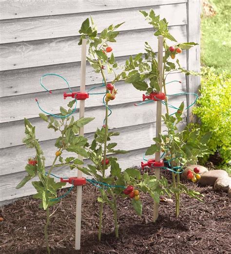 Problems In Growing Tomatoes Tomato Tomboy Plant Supports Set Of 4