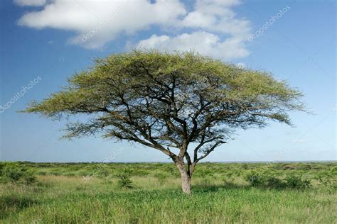 African Acacia Tree — Stock Photo © Ecopic 4332417