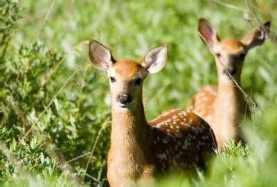 When a doe (female deer) has twins they usually stash each fawn in a different hiding spot. Whitetail Deer Fawns