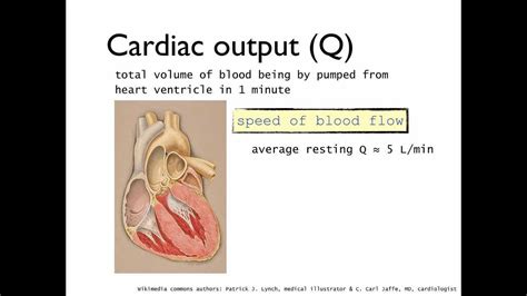 Definition Of Cardiac Output Q Stroke Volume Sv And Heart Rate Hr