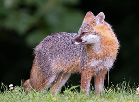 Nature Gray Fox Is A Priority Of The Appalachian Wildlife Research