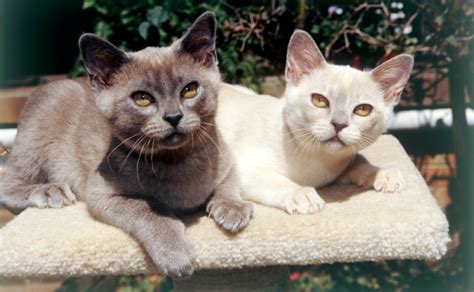 We breed colours seal, chocolate,blue,lilac sold as pets only to approved loving homes , we live in the queenstown area. Burmese Cats - Burke's Backyard