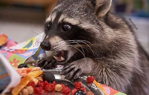367 Likes 3 Comments Aw Racoons Raccoonsfeed On Instagram “yum Tag A Friend