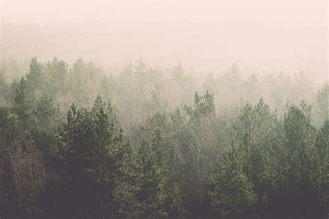 Vintage Forest Wallpaper Maxipx