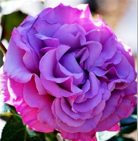 Rare Hybrid Purple Rose Tree Flower Plant 31020 Or 30 Seeds Etsy