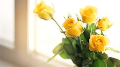 Download Roses By The Window Yellow Aesthetic Flower Desktop Wallpaper