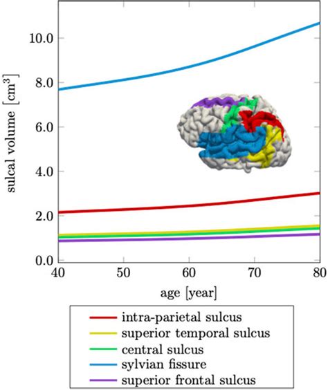 Frontiers Brain Shape Changes Associated With Cerebral Atrophy In