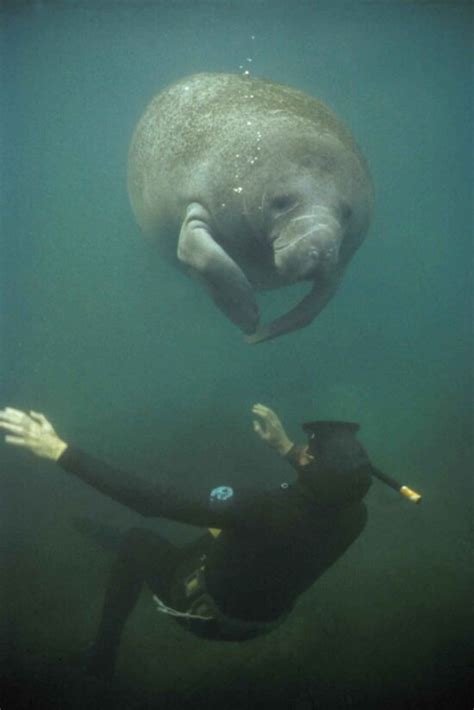 Free Picture Manatee Marine Mammals Underwater
