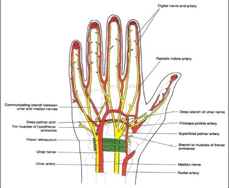 Cadaveric Study Of Anatomical Variations Of The Median Nerve And