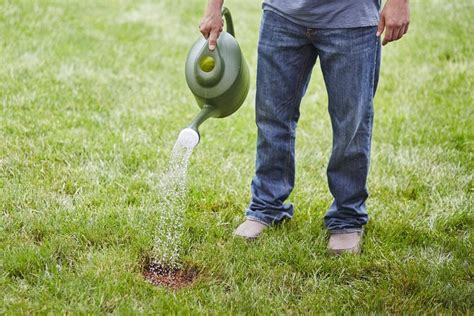 The Best Grass For Sandy Soil In 2023 Top Picks From Bob Vila