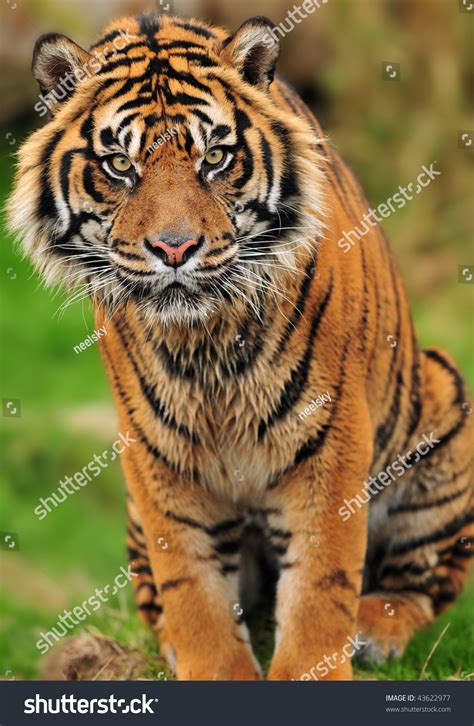 Portrait Of A Beautiful Male Sumatran Tiger In A Reserve Of Endangered