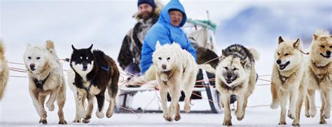 Are Greenland Dogs Good Sled Dogs