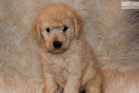 Male f2b labradoodle puppy born jan. Meet Raleigh a cute Labradoodle puppy for sale for $900 ...