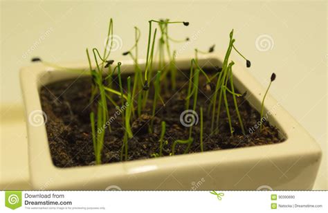 Rock Chives Cress Ready To Eat. Stock Photo - Image of crop, garlic ...