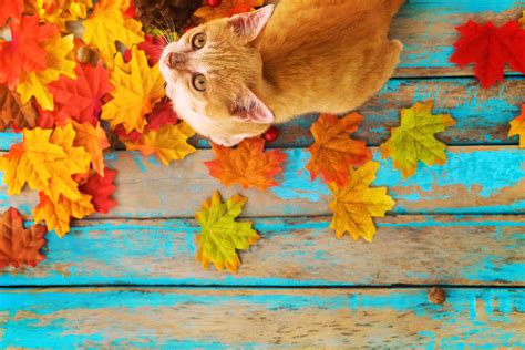 Autumn Cat Wallpaper For 2880x1920