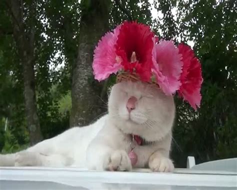 A Cat With A Flower Hat